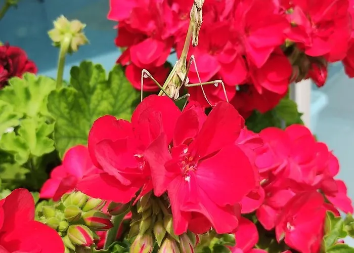 فندق Blue Bay ساني بيتش