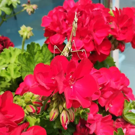 Hotel Blue Bay Sunny Beach